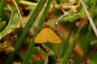 Mecyna flavalis