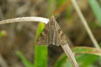 Nomophila noctuella