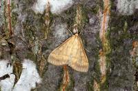 Ostrinia nubilalis
