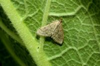 Paracorsia repandalis