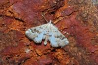 Parapoynx stratiotata