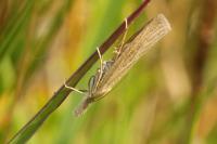 Pediasia luteella