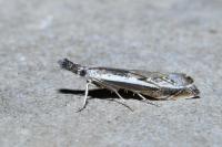Platytes alpinella