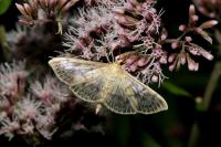 Patania ruralis