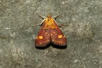 Pyrausta aurata