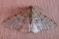 Phigalia pilosaria