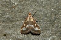 Pyrausta ostrinalis