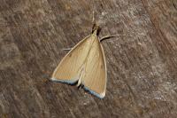Sclerocona acutella