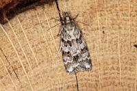 Scoparia pyralella