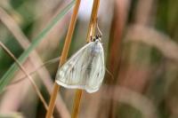 Sitochroa palealis