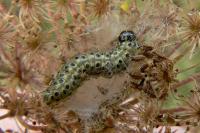 Sitochroa palealis