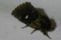 Cosmotriche lobulina