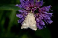 Udea alpinalis