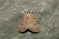 Udea prunalis