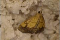 Evergestis limbata