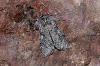 Achlya flavicornis