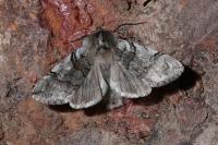 Achlya flavicornis