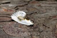 Cilix glaucata