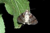 Cymatophorina diluta