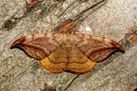 Drepana curvatula