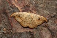 Drepana falcataria