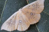 Cyclophora albiocellaria