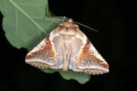 Habrosyne pyritoides