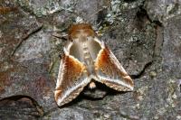 Habrosyne pyritoides