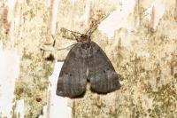 Ochropacha duplaris