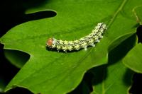 Polyploca ridens