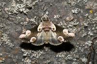 Thyatira batis