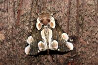 Thyatira batis