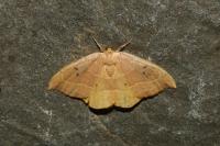 Watsonalla binaria