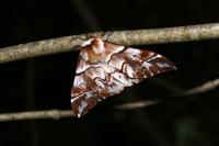 Endromis versicolora