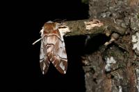 Endromis versicolora