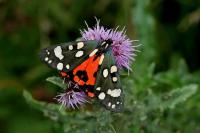 Callimorpha dominula