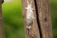 Calliteara pudibunda