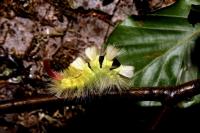 Calliteara pudibunda