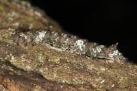 Catephia alchymista