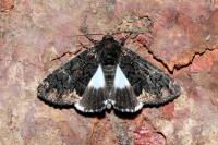 Catephia alchymista