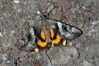 Catocala fulminea