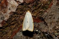 Cybosia mesomella