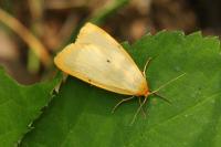 Cybosia mesomella