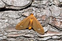Dysauxes ancilla