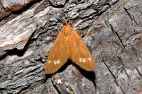 Dysauxes ancilla