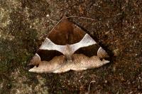 Dysgonia algira