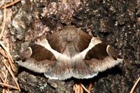 Dysgonia algira
