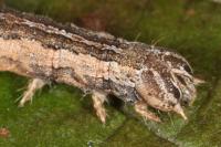 Dysgonia algira