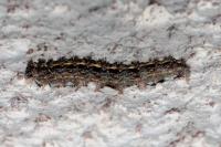 Eilema caniola