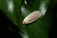 Collita griseola